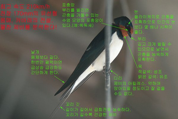 제비(6)